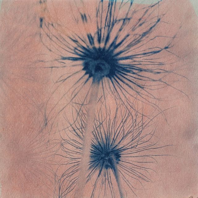 Im Morgenrot - dawn red

aus der Werkserie
 "Zwischen den Welten"

part of the circle work 
"between the spaces"
Cyanotypie on paper

je 20 x 20 
.
.
.
.
.
.
#art #paperwork#artphotography #photography #poetry #cyan #cyanotype #cyanotypes #flower #flowers #flowerphotography #flowerphotos #autumn #melancholy #artonpaper