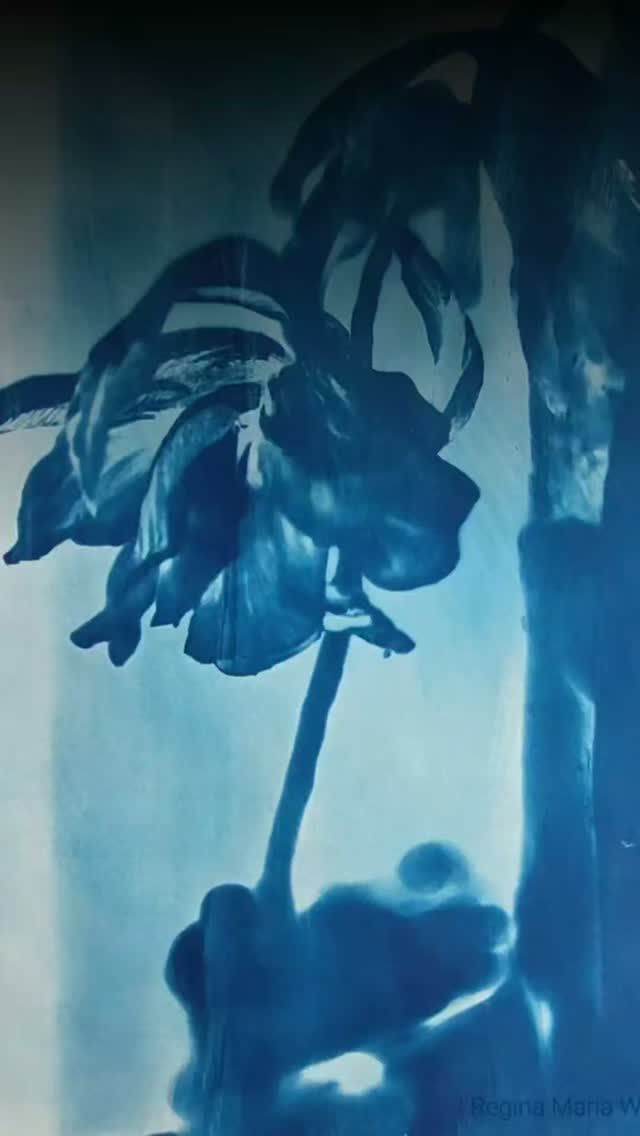 #cyanotype 
#flowerart